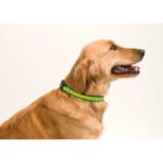 COLLAR MUTTLEY - Imagen 2