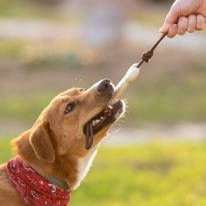 MORDEDOR MASCOTAS SALMER - Imagen 6